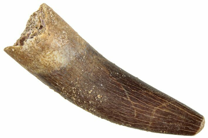 Fossil Plesiosaur (Zarafasaura) Tooth - Morocco #296394